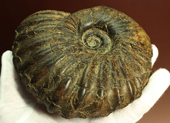 外殻の​肋（ろく）が印象的なManteliceras japonicum　二本木コレクション　北海道アンモナイト化石（その5）