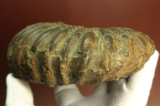 外殻の​肋（ろく）が印象的なManteliceras japonicum　二本木コレクション　北海道アンモナイト化石（その6）