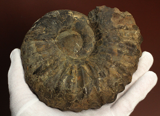 外殻の​肋（ろく）が印象的なManteliceras japonicum　二本木コレクション　北海道アンモナイト化石（その7）