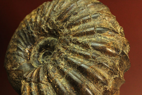 外殻の​肋（ろく）が印象的なManteliceras japonicum　二本木コレクション　北海道アンモナイト化石（その8）