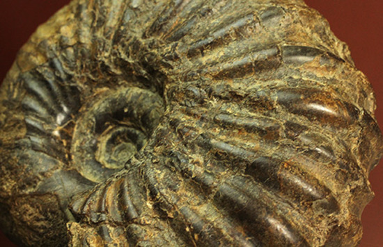 外殻の​肋（ろく）が印象的なManteliceras japonicum　二本木コレクション　北海道アンモナイト化石（その9）
