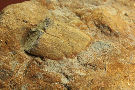 カラーバンドが保存された希少な二枚貝の化石。北海道宗谷岬で採取された二本木コレクション。（その10）
