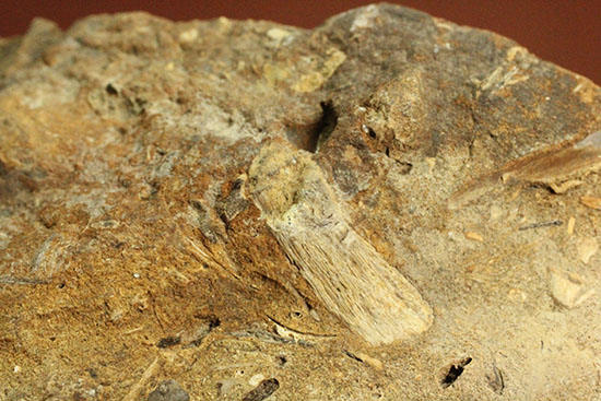 カラーバンドが保存された希少な二枚貝の化石。北海道宗谷岬で採取された二本木コレクション。（その11）