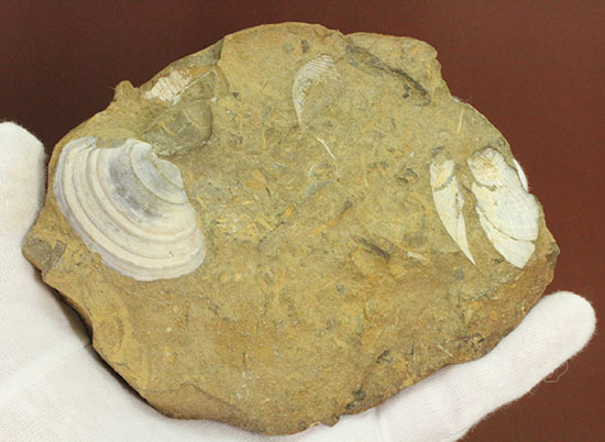 カラーバンドが保存された希少な二枚貝の化石。北海道宗谷岬で採取された二本木コレクション。（その12）