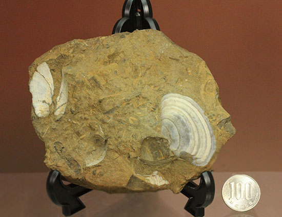 カラーバンドが保存された希少な二枚貝の化石。北海道宗谷岬で採取された二本木コレクション。（その13）