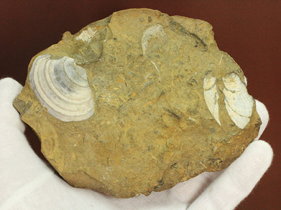 カラーバンドが保存された希少な二枚貝の化石。北海道宗谷岬で採取された二本木コレクション。（その3）