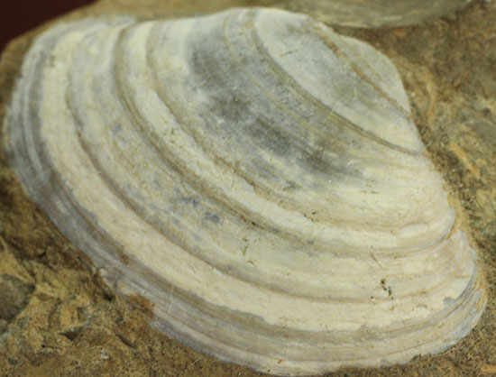 カラーバンドが保存された希少な二枚貝の化石。北海道宗谷岬で採取された二本木コレクション。（その5）
