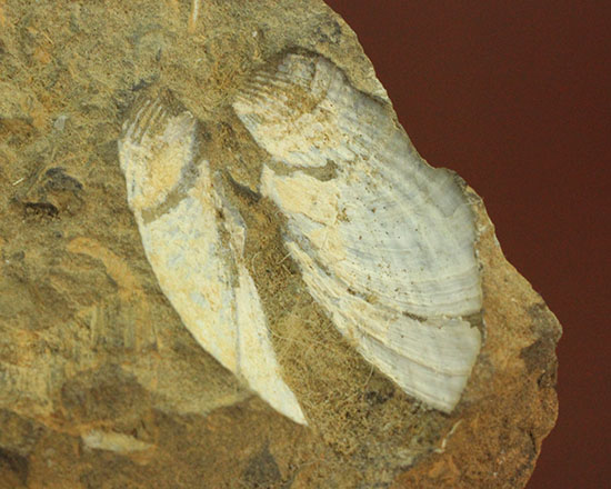 カラーバンドが保存された希少な二枚貝の化石。北海道宗谷岬で採取された二本木コレクション。（その6）