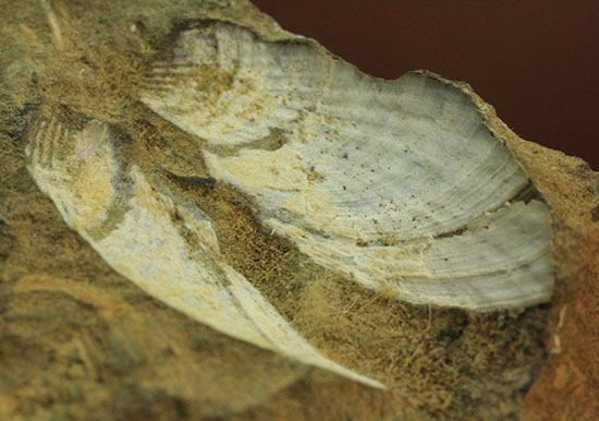 カラーバンドが保存された希少な二枚貝の化石。北海道宗谷岬で採取された二本木コレクション。（その7）