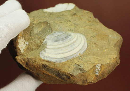 カラーバンドが保存された希少な二枚貝の化石。北海道宗谷岬で採取された二本木コレクション。（その8）