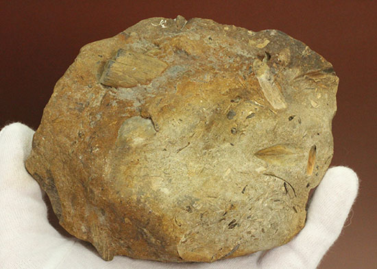 カラーバンドが保存された希少な二枚貝の化石。北海道宗谷岬で採取された二本木コレクション。（その9）