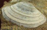 カラーバンドが保存された希少な二枚貝の化石。北海道宗谷岬で採取された二本木コレクション。