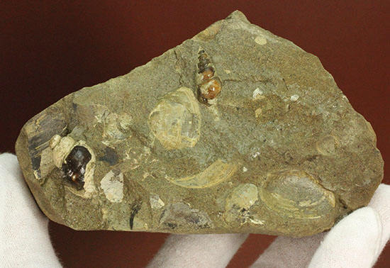二本木認定コレクション！北海道羽幌産白亜紀カンパニアン期の巻き貝＆二枚貝化石（その10）