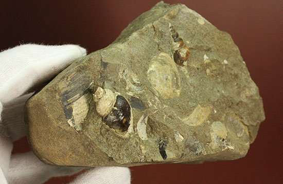 二本木認定コレクション！北海道羽幌産白亜紀カンパニアン期の巻き貝＆二枚貝化石（その11）
