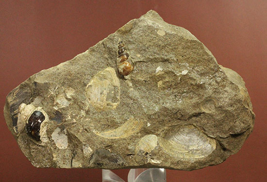 二本木認定コレクション！北海道羽幌産白亜紀カンパニアン期の巻き貝＆二枚貝化石（その12）