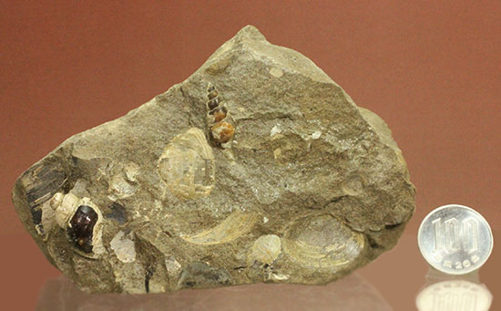 二本木認定コレクション！北海道羽幌産白亜紀カンパニアン期の巻き貝＆二枚貝化石（その13）