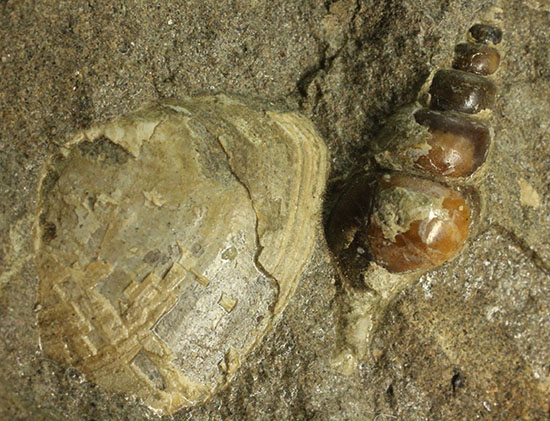 二本木認定コレクション！北海道羽幌産白亜紀カンパニアン期の巻き貝＆二枚貝化石（その2）