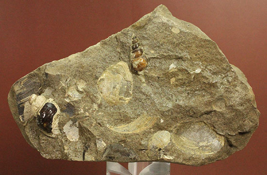 二本木認定コレクション！北海道羽幌産白亜紀カンパニアン期の巻き貝＆二枚貝化石（その3）