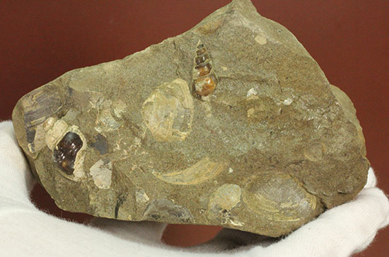 二本木認定コレクション！北海道羽幌産白亜紀カンパニアン期の巻き貝＆二枚貝化石（その4）