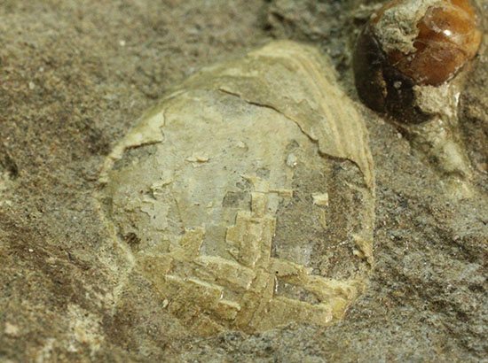 二本木認定コレクション！北海道羽幌産白亜紀カンパニアン期の巻き貝＆二枚貝化石（その6）