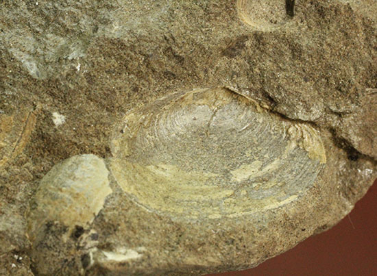 二本木認定コレクション！北海道羽幌産白亜紀カンパニアン期の巻き貝＆二枚貝化石（その7）
