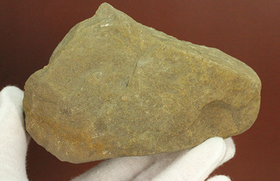 二本木認定コレクション！北海道羽幌産白亜紀カンパニアン期の巻き貝＆二枚貝化石（その9）