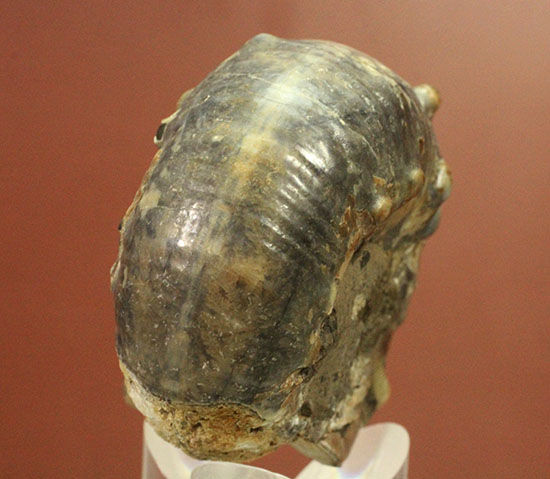 北海道を代表する希少アンモナイト、メヌイテス・ジャポニカス(Menuites japonicas)(その5)