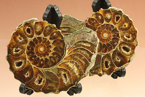 外殻も見どころあり。波打つ縁取りがデザイン性あふれる、アンモナイトハーフカット化石(Ammonite)（その1）