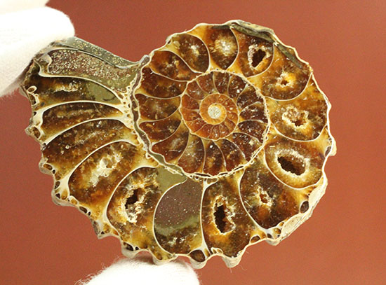 外殻も見どころあり。波打つ縁取りがデザイン性あふれる、アンモナイトハーフカット化石(Ammonite)（その11）