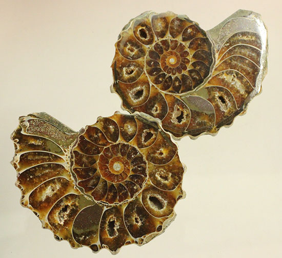 外殻も見どころあり。波打つ縁取りがデザイン性あふれる、アンモナイトハーフカット化石(Ammonite)（その12）