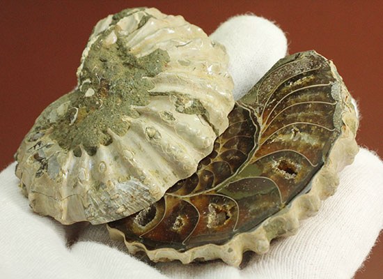 外殻も見どころあり。波打つ縁取りがデザイン性あふれる、アンモナイトハーフカット化石(Ammonite)（その15）