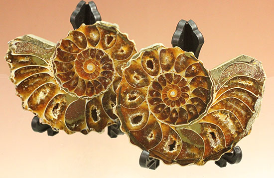 外殻も見どころあり。波打つ縁取りがデザイン性あふれる、アンモナイトハーフカット化石(Ammonite)（その17）