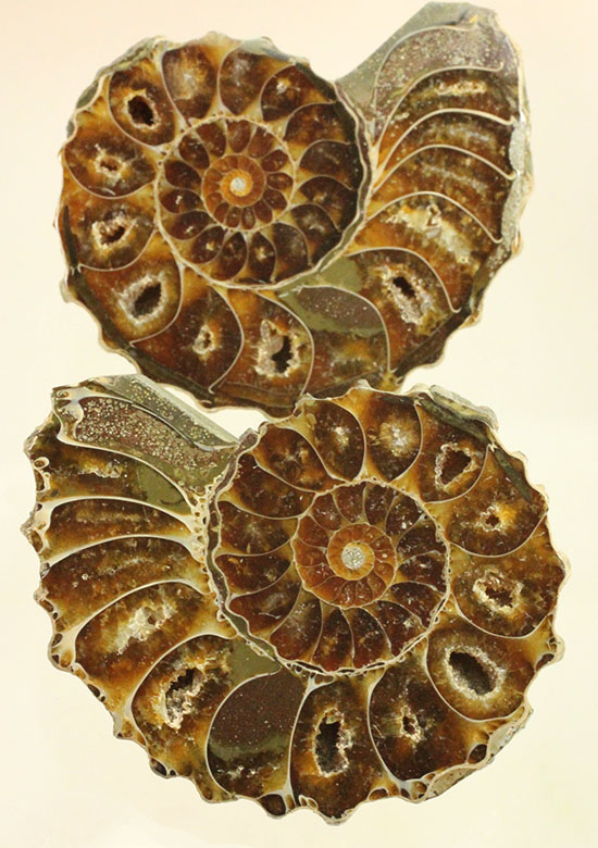 外殻も見どころあり。波打つ縁取りがデザイン性あふれる、アンモナイトハーフカット化石(Ammonite)（その18）