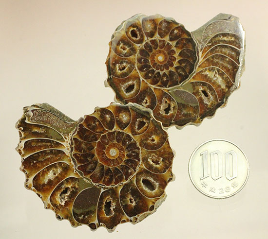 外殻も見どころあり。波打つ縁取りがデザイン性あふれる、アンモナイトハーフカット化石(Ammonite)（その19）