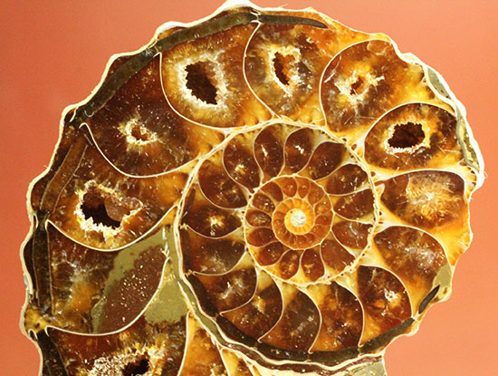外殻も見どころあり。波打つ縁取りがデザイン性あふれる、アンモナイトハーフカット化石(Ammonite)（その2）