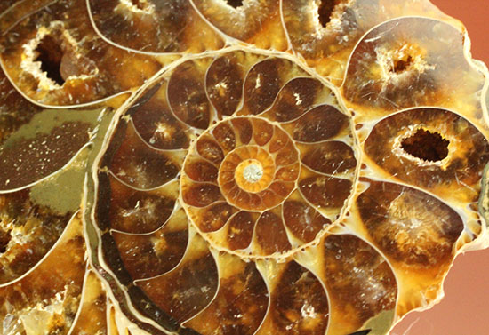 外殻も見どころあり。波打つ縁取りがデザイン性あふれる、アンモナイトハーフカット化石(Ammonite)（その3）
