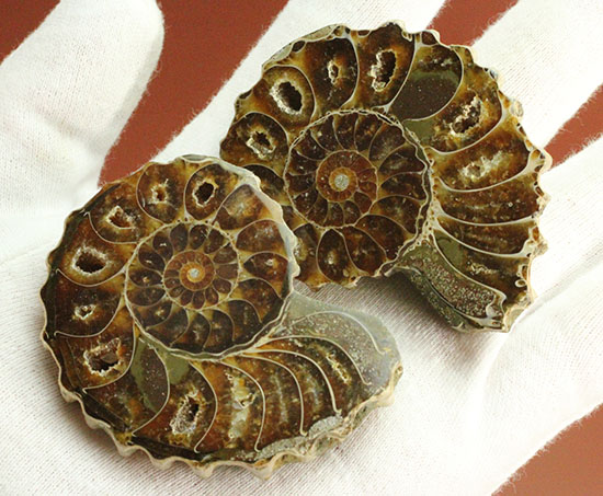 外殻も見どころあり。波打つ縁取りがデザイン性あふれる、アンモナイトハーフカット化石(Ammonite)（その4）