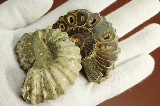 外殻も見どころあり。波打つ縁取りがデザイン性あふれる、アンモナイトハーフカット化石(Ammonite)（その5）