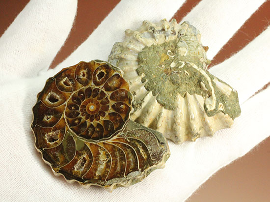 外殻も見どころあり。波打つ縁取りがデザイン性あふれる、アンモナイトハーフカット化石(Ammonite)（その6）