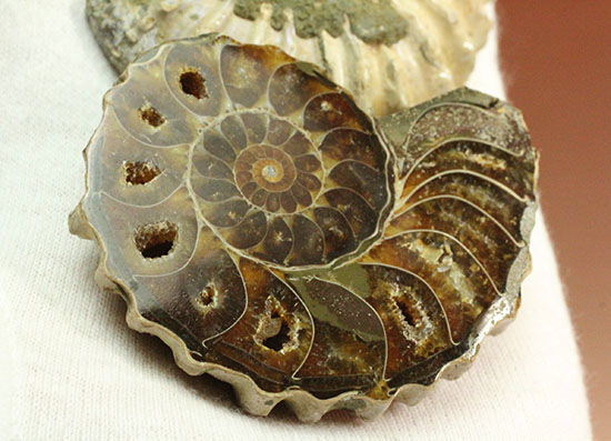 外殻も見どころあり。波打つ縁取りがデザイン性あふれる、アンモナイトハーフカット化石(Ammonite)（その7）