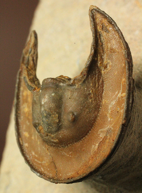 帽子を被っているかのよう特徴的な頭部を持つ、レア三葉虫、エオハルペス(Eoharpes sp.)（その1）
