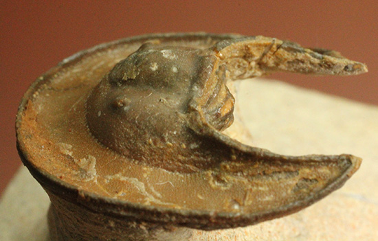 帽子を被っているかのよう特徴的な頭部を持つ、レア三葉虫、エオハルペス(Eoharpes sp.)（その10）