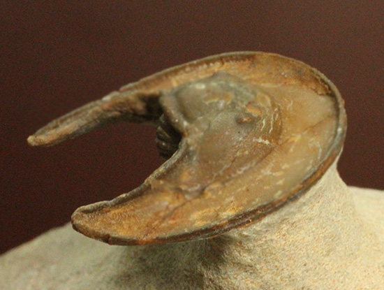 帽子を被っているかのよう特徴的な頭部を持つ、レア三葉虫、エオハルペス(Eoharpes sp.)（その11）