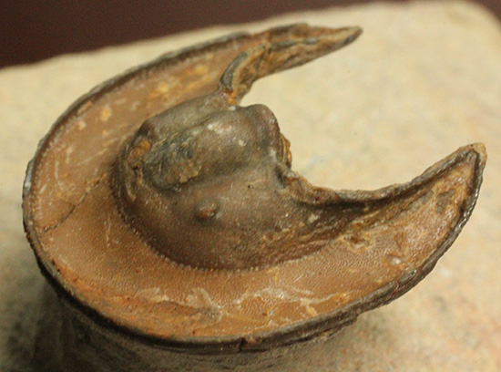 帽子を被っているかのよう特徴的な頭部を持つ、レア三葉虫、エオハルペス(Eoharpes sp.)（その12）