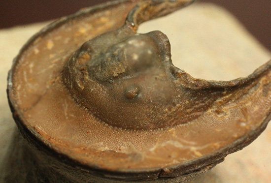 帽子を被っているかのよう特徴的な頭部を持つ、レア三葉虫、エオハルペス(Eoharpes sp.)(その13)