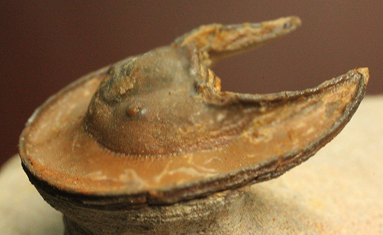 帽子を被っているかのよう特徴的な頭部を持つ、レア三葉虫、エオハルペス(Eoharpes sp.)(その14)