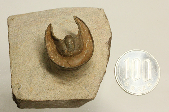 帽子を被っているかのよう特徴的な頭部を持つ、レア三葉虫、エオハルペス(Eoharpes sp.)（その15）