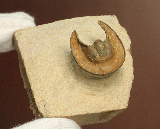 帽子を被っているかのよう特徴的な頭部を持つ、レア三葉虫、エオハルペス(Eoharpes sp.)(その3)
