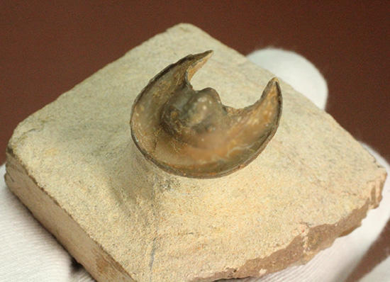 帽子を被っているかのよう特徴的な頭部を持つ、レア三葉虫、エオハルペス(Eoharpes sp.)(その6)