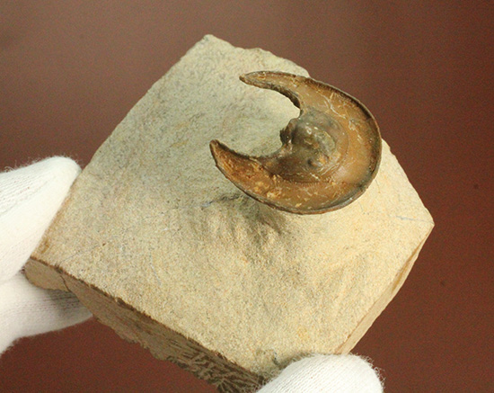 帽子を被っているかのよう特徴的な頭部を持つ、レア三葉虫、エオハルペス(Eoharpes sp.)(その7)